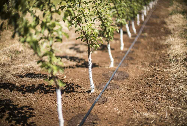Water and irrigation management: challenges and solutions